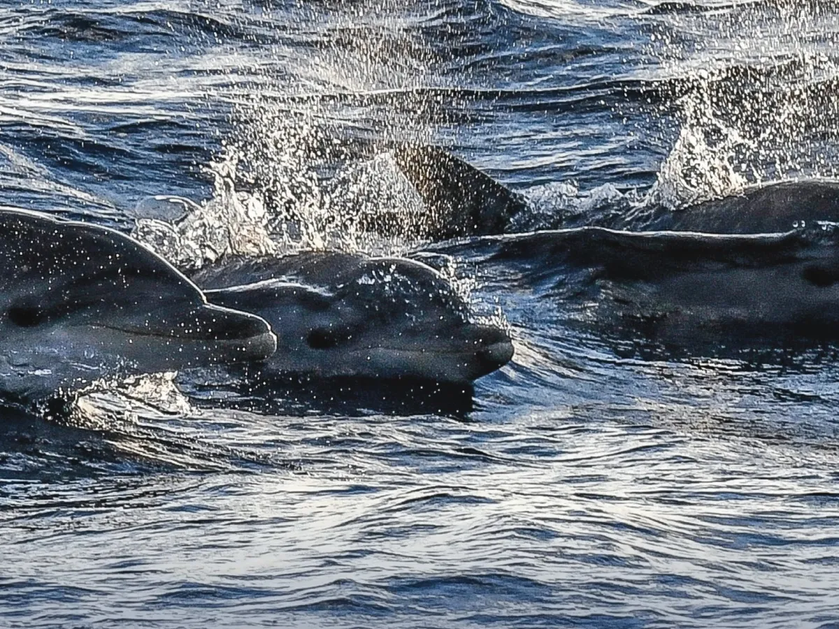 Dolphin Watching at Sunrise Image 3