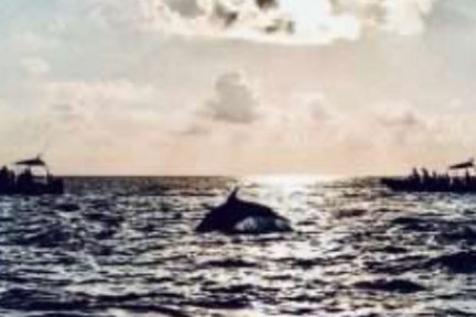 Dolphin jumping in ocean with boats and sunset.