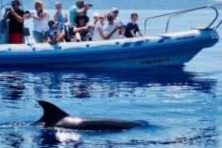 People on a boat watching a dolphin in the water.