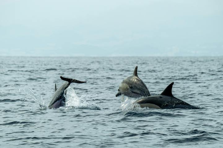 Three dolphins swimming together in the ocean.