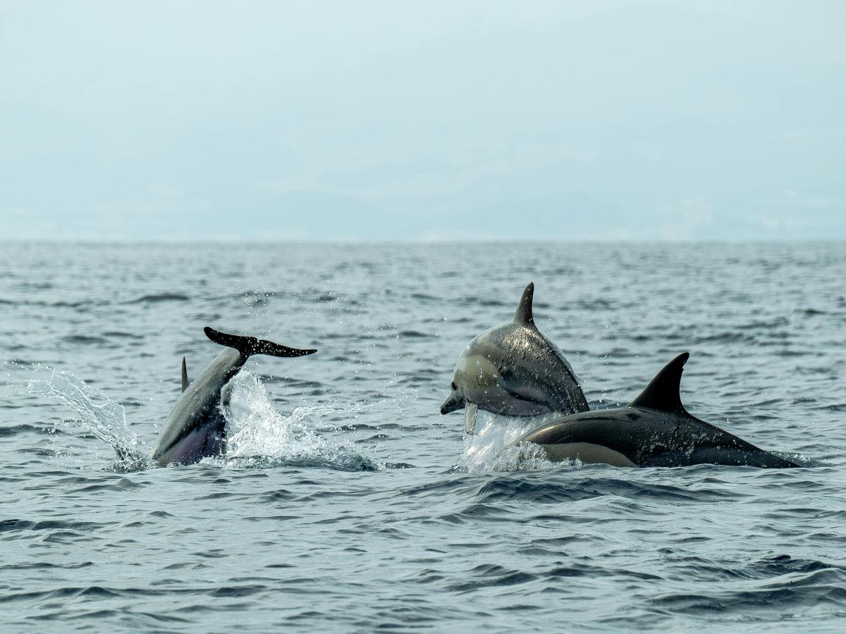 Three dolphins swimming together in the ocean.